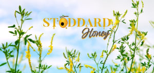 Web Design Portfolio Project Stoddard Honey